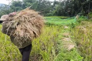 THU HOẠCH LÚA: Công việc CỰC KHỔ NHẤT của Nông Dân | Ai dám thử?