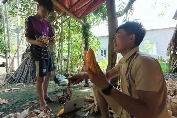 Bóc bắp không dính râu: Cách làm của người nông dân mình đây! 9 Bóc bắp không dính râu: Cách làm của người nông dân mình đây!