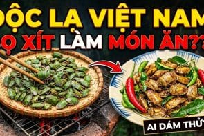 SỐC! Bọ Xít Rang - Món Ăn Kinh Dị Hay Đặc Sản Vùng Cao?